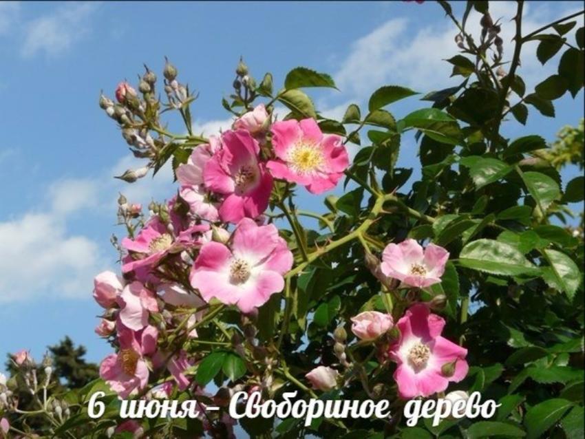 6 июня. Этот день